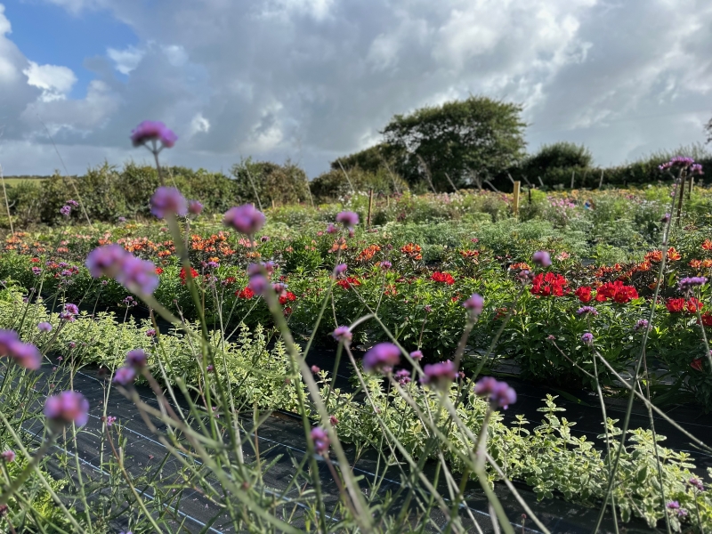 Mitchell Fruit Garden